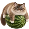 Кот на арбузе
