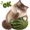 Кот на арбузе