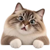 Кот на арбузе