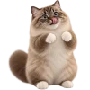 Кот на арбузе