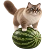 Кот на арбузе