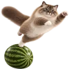 Кот на арбузе