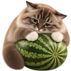 Кот на арбузе