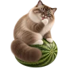 Кот на арбузе