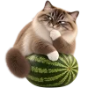 Кот на арбузе