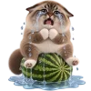Кот на арбузе