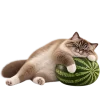Кот на арбузе