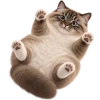 Кот на арбузе