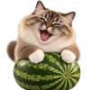 Кот на арбузе