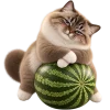 Кот на арбузе