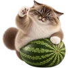 Кот на арбузе