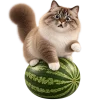 Кот на арбузе