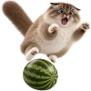 Кот на арбузе