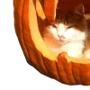 🦇 ݁ . ࣪ 𝐇𝐚𝐥𝐥𝐨𝐰𝐞𝐞𝐧 🎃. ݁ ⋆