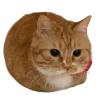 🦇 ݁ . ࣪ 𝐇𝐚𝐥𝐥𝐨𝐰𝐞𝐞𝐧 🎃. ݁ ⋆