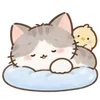 Lovely Cat Dog -