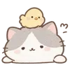 Lovely Cat Dog -