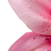 𝗣𝗶𝗻𝗸 𝗔𝗲𝘀𝘁𝗵𝗲𝘁𝗶𝗰 -
