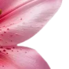 𝗣𝗶𝗻𝗸 𝗔𝗲𝘀𝘁𝗵𝗲𝘁𝗶𝗰 -