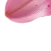 𝗣𝗶𝗻𝗸 𝗔𝗲𝘀𝘁𝗵𝗲𝘁𝗶𝗰 -