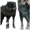 Сумерки