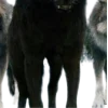 Сумерки