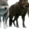 Сумерки