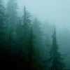 Сумерки