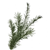 SoDa