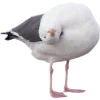 Birds by