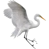 Birds by