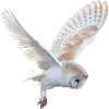 Birds by