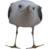 Birds by