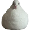 Birds by