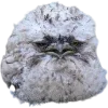 Birds by