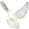 Birds by