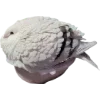 Birds by