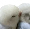 Birds by