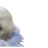 Birds by