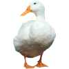 Birds by