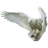 Birds by