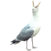 Birds by