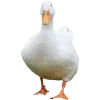 Birds by