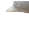Birds by