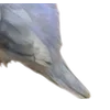Birds by