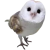 Birds by