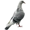 Birds by