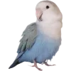 Birds by