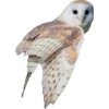 Birds by