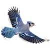 Birds by